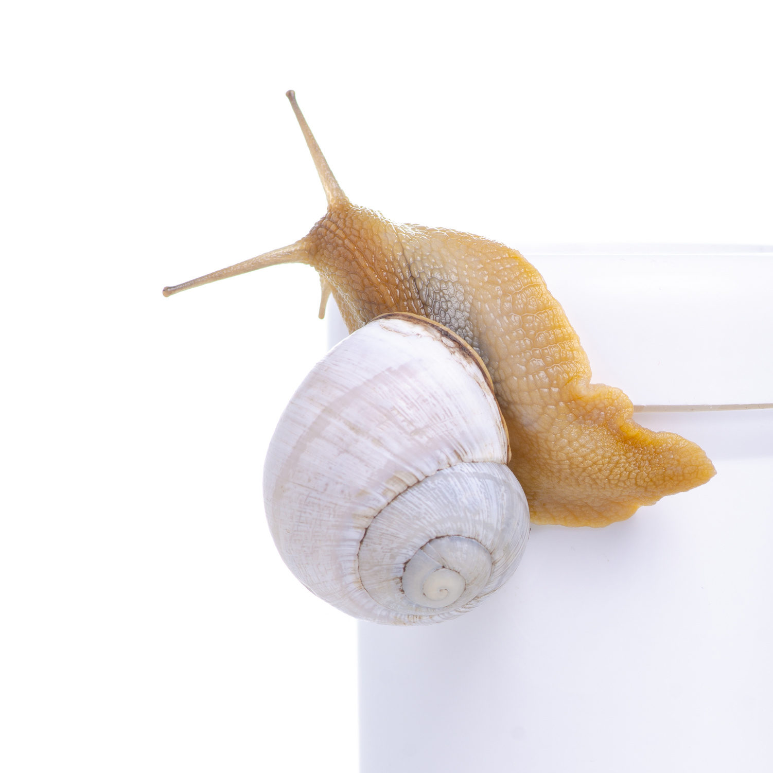 high quality snail mucin extract/snail slime